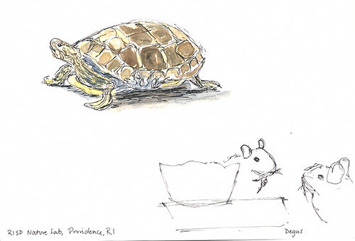 Sketchcrawl 31: Turtle at RISD's Nature Lab, Providence, RI