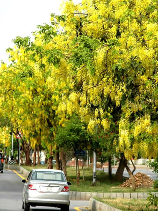 Jenis Pohon Yang Biasa Ditanam Di Pinggir Jalan - Seputar Jalan