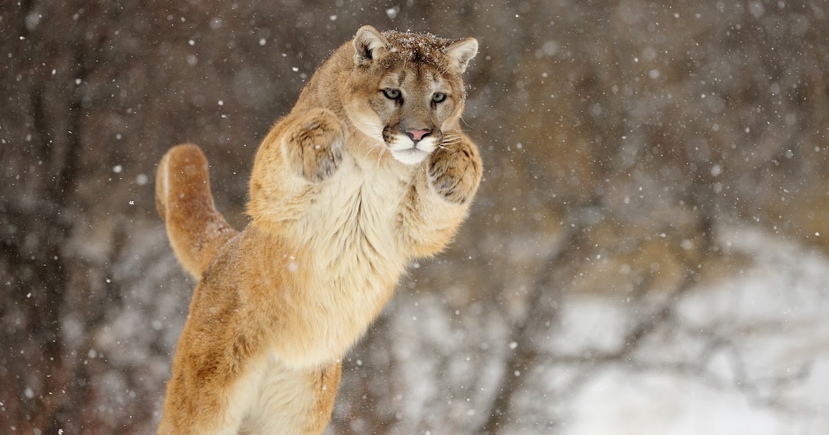 what to do if you see a puma