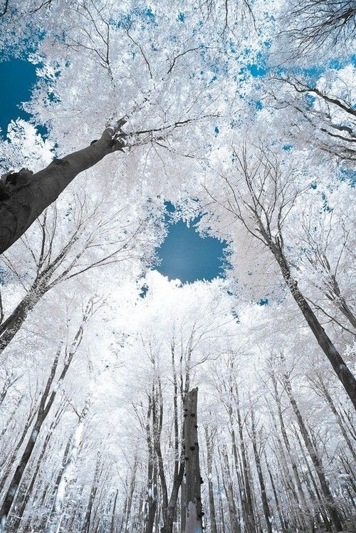 trees, white