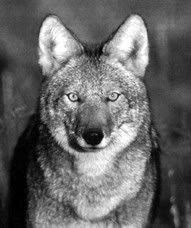 El coyote somos todos El coyote somos todos