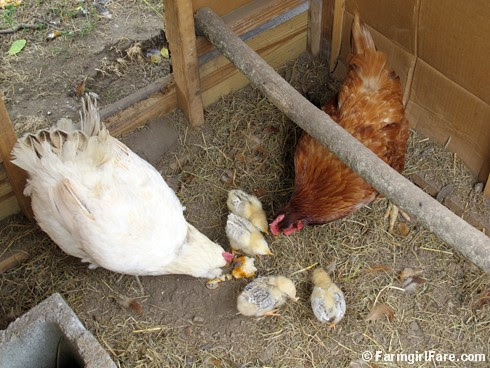 (14) Mama hens and baby chicks - FarmgirlFare.com