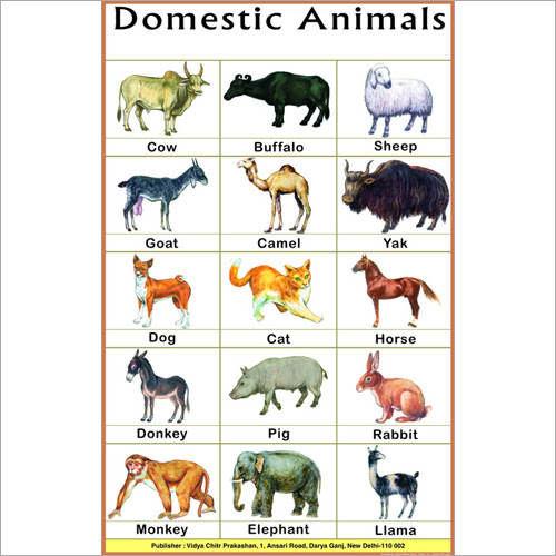 40+ All Pet Animals Name In Hindi PNG