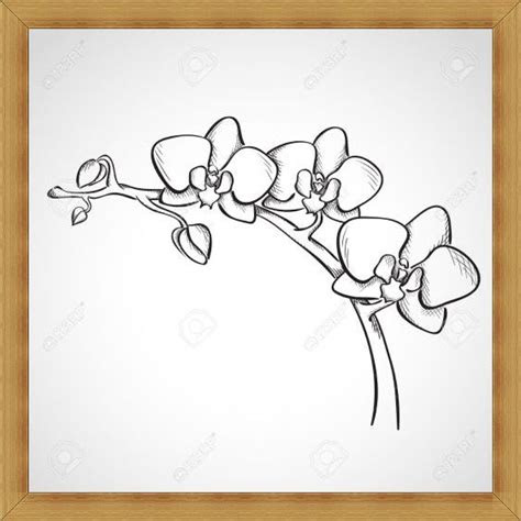 Sketsa Anggrek Sketsa Gambar Bunga