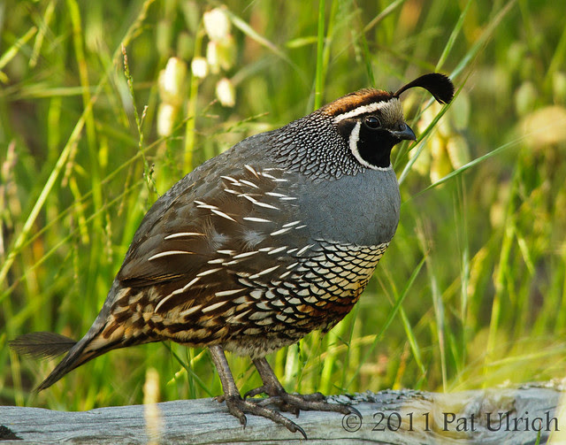 Quail in the rattlesnake grass - Pat Ulrich Wildlife Photography