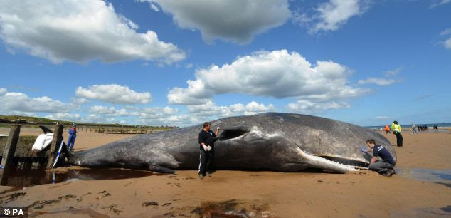 Todos os anos, 800 baleias, golfinhos e botos são encalhados nas praias britânicas, embora não se saiba se os sistemas de sonar são os culpados. Aqui, os mergulhadores britânicos voluntários do Resgate de Vida Marinha inspecionam um com baleia cachalote de 13,5 metros, que morreu na praia de Redcar, em Cleveland em 2011.