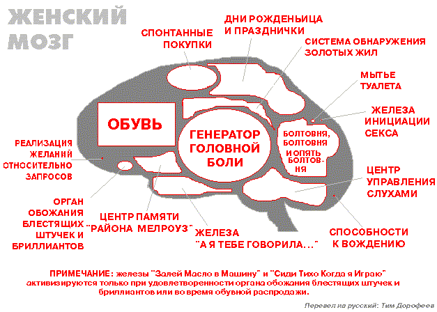 Картинки по запросу фото женский мозг