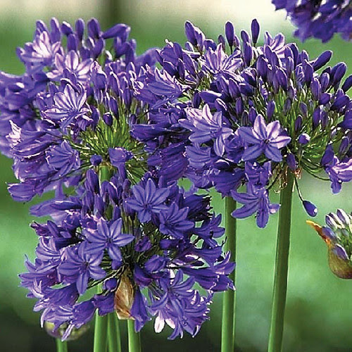 midknight_blue_agapanthus