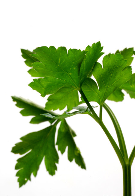 parsley© by Haalo