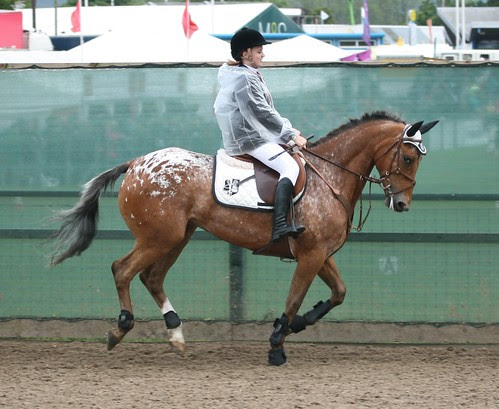 Showjumping
