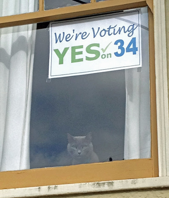 morty says yes on 34 too!.jpg