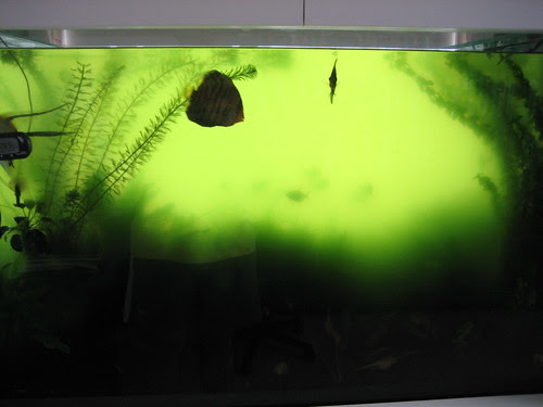 Aquarium water is green