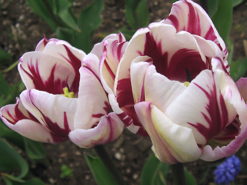 pretty tulips