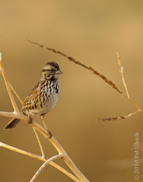 Perched sparrow