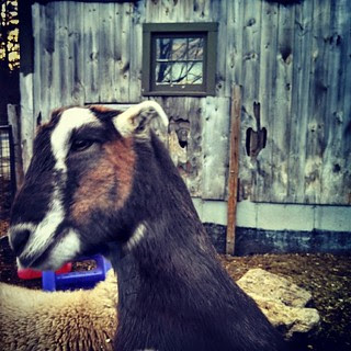 My new buddy, he just wanted scratches for days! #goat #JennessFarm #newhampshire #farmanimals