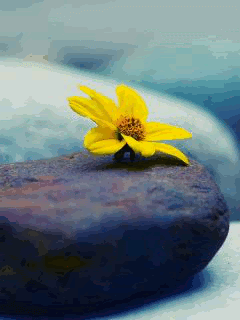 Цветок на камне