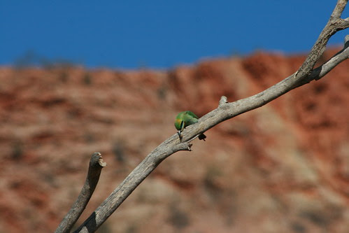 Rainbow Bee-eater