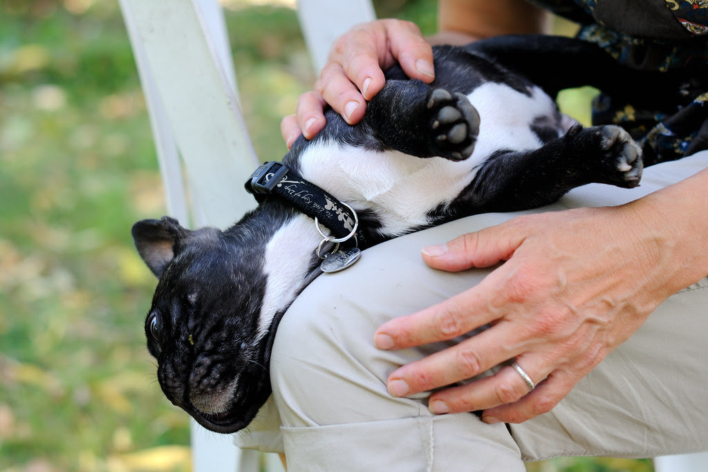 Griffin, bouledogue français