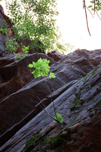A Tree Grows in Zion