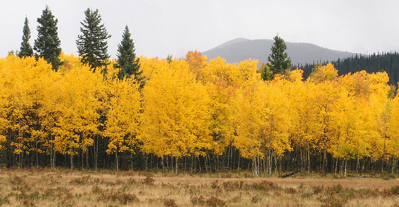 Georgia Pass area, South Park, Colorado Georgia Pass area, South Park, Colorado