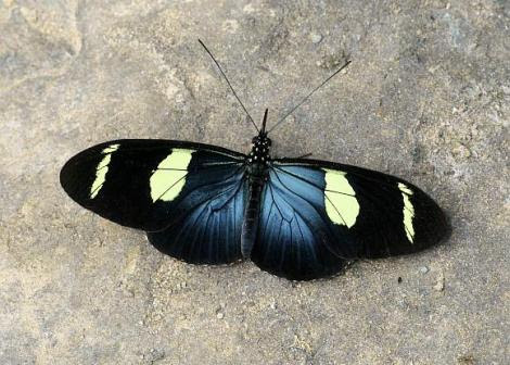 Por; Learn about butterflies