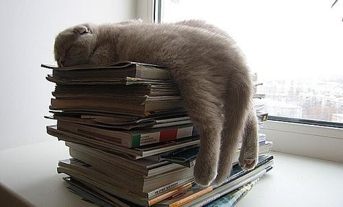 animal, animals, book, books, cat, cats, creativity, stack of mags, puppy, sleepy kitty, sweet, tired, rrrrr!, funny, kitten, sleep, photography, kitty, sleepy, sleeping, cute, fun