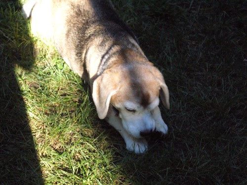 dog