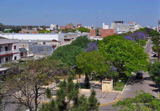 Jacarandá IX - Jacaranda mimosifolia