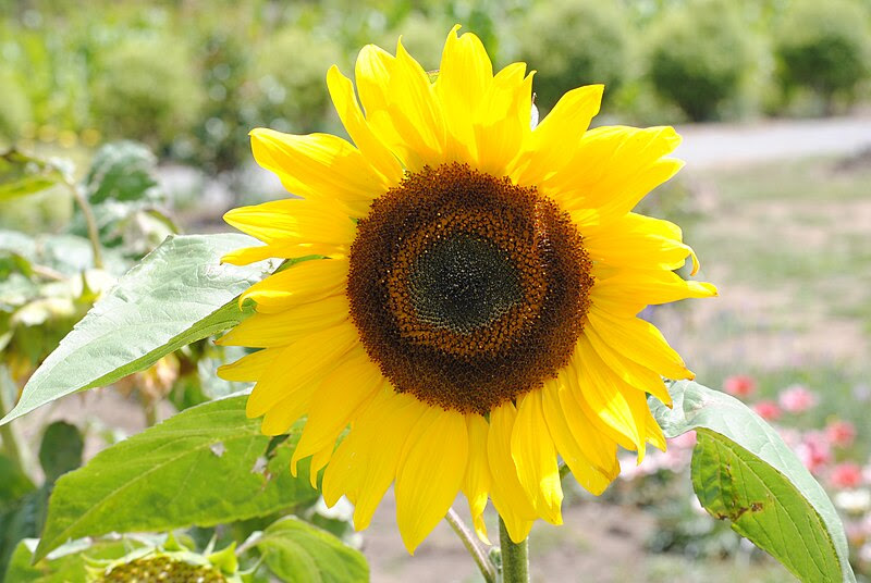 படிமம்:SunflowerNZ20100110.JPG