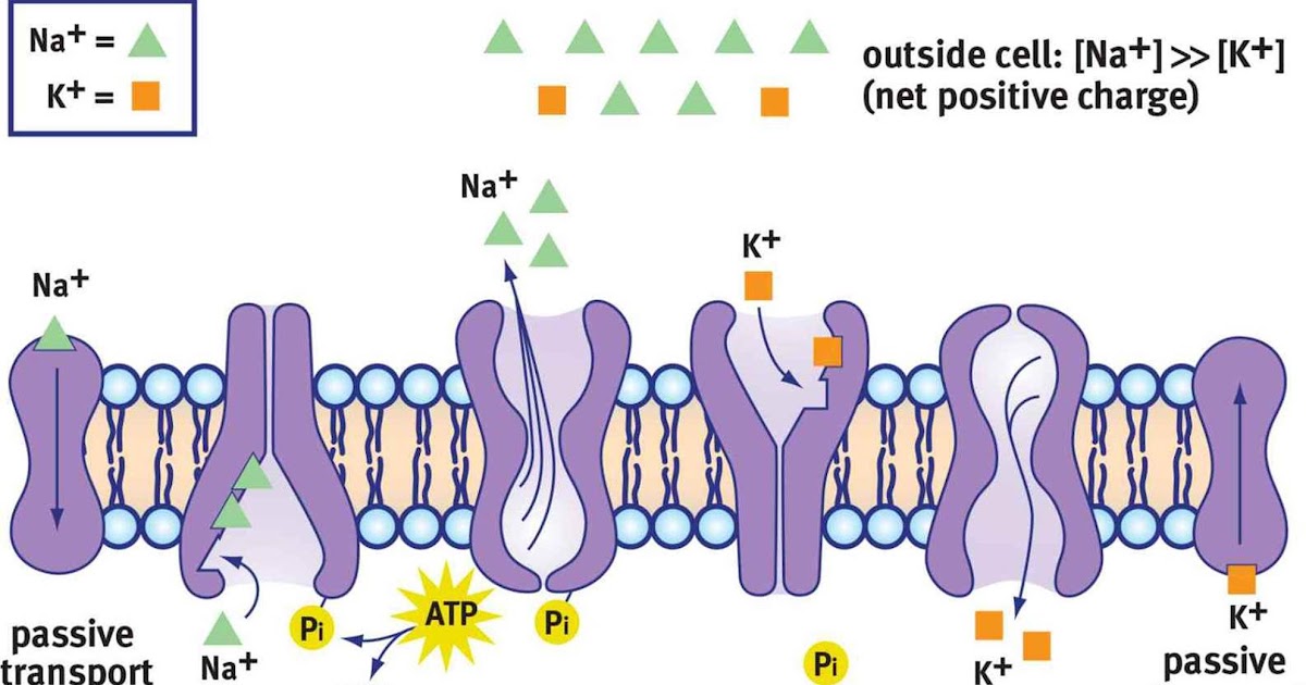 Resting membrane potential (RMP) - Medical Lecture Notes