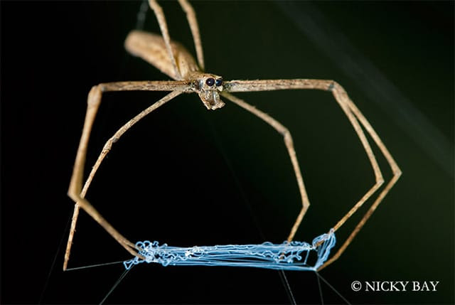 The Most Beautifully Terrifying Spiders You Never Knew Existed The Most Beautifully Terrifying Spiders You Never Knew Existed spiders Singapore nature macro