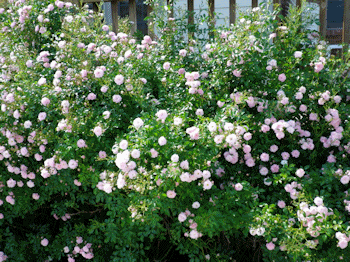 roses