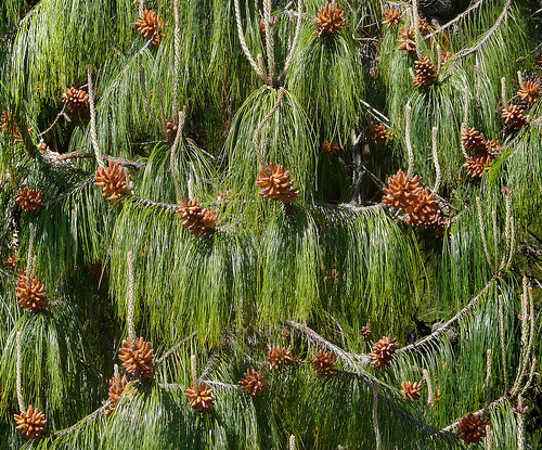 http://farm4.static.flickr.com/3544/3517595507_53c451474e.jpg