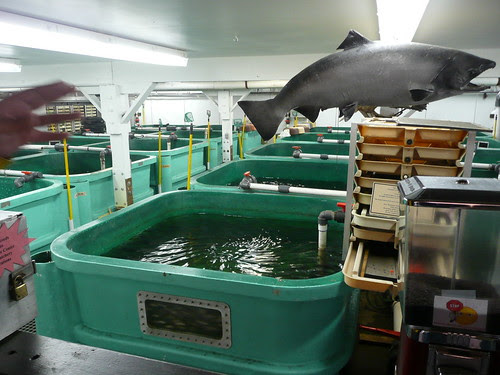 fish hatchery