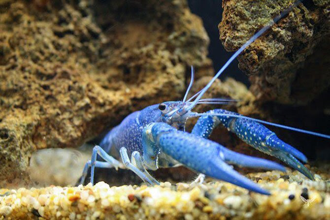 Animals most unexpected colors