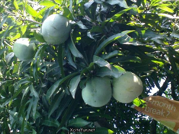 Types Of Mango King of Fruit Types Of Mango King of Fruit