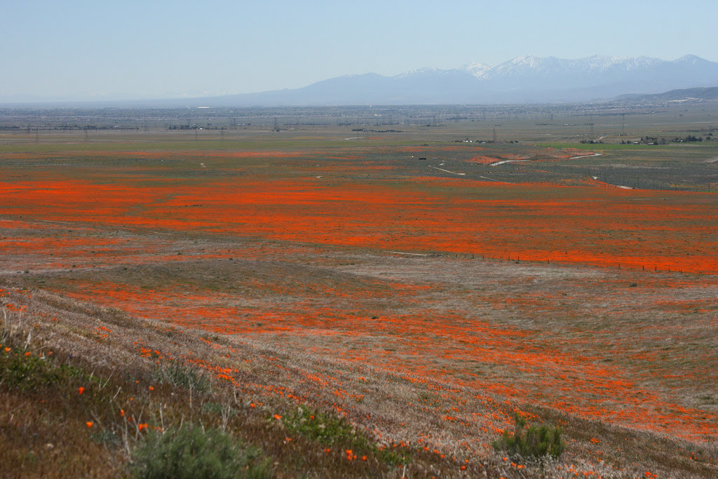 poppy field