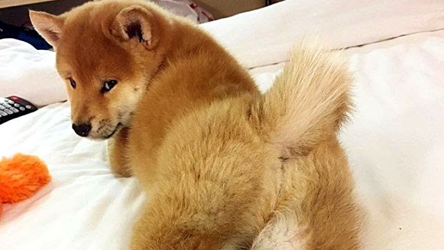 最高かつ最も包括的な柴犬 画像 かわいい イラスト画像