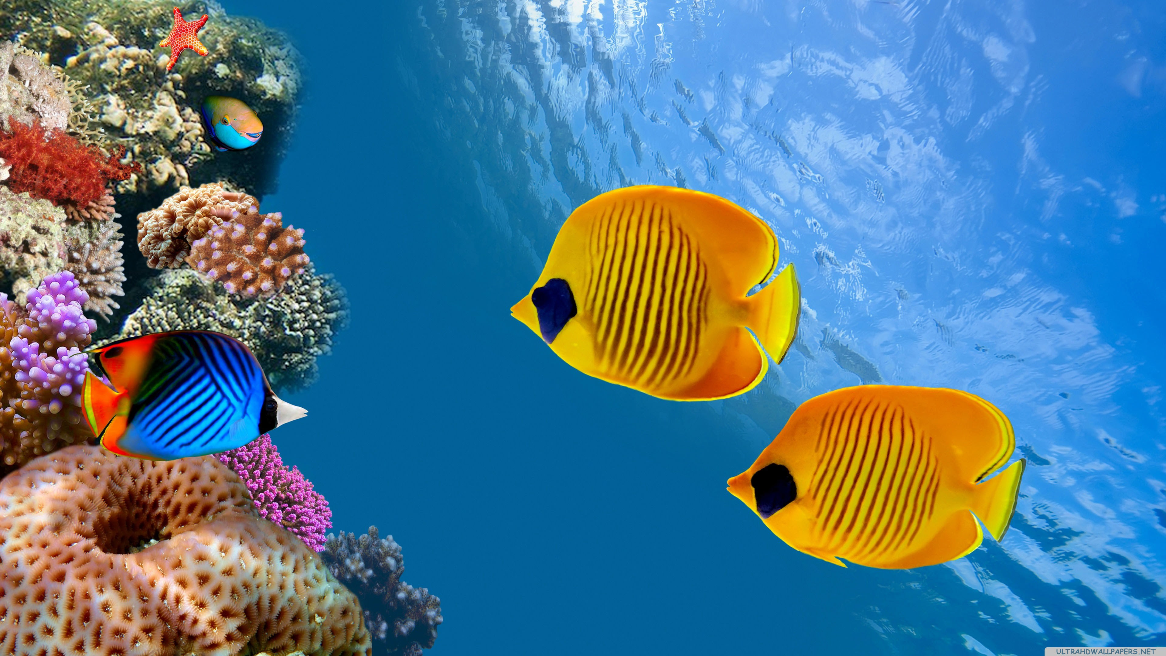 最高の魚 壁紙 Pc 花の画像