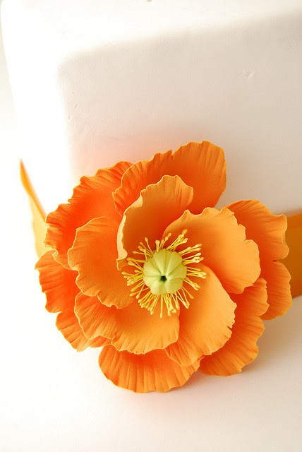 poppy