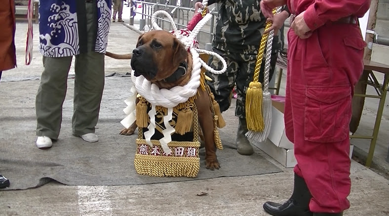すべての動物の画像 ベストライオン 土佐 犬