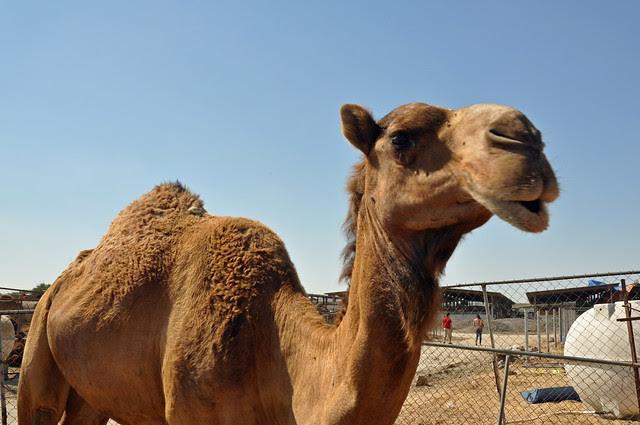 Camel souk-Doha-fev (6)