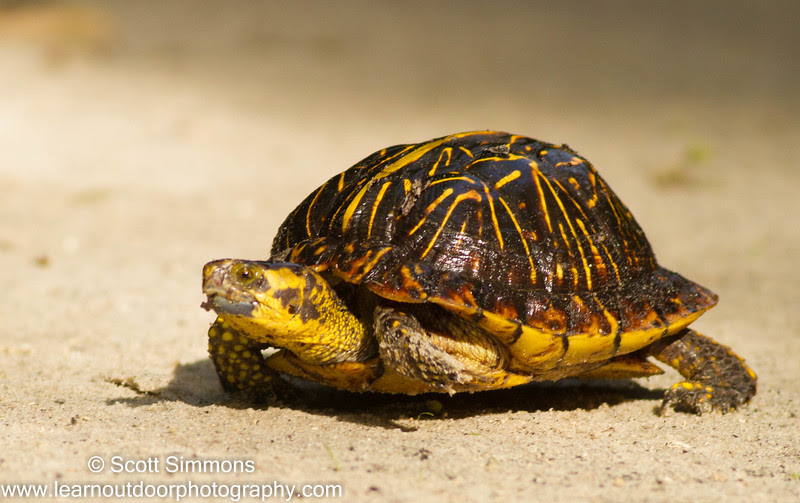 Photo & Video Sharing by SmugMug Photo & Video Sharing by SmugMug