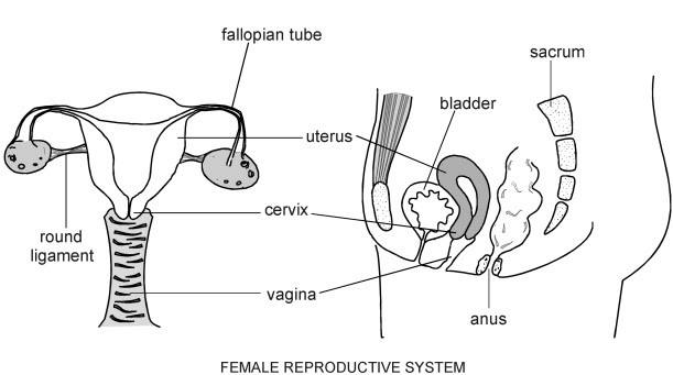 Labeled Diagram Of The Female Reproductive System