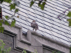 Cathedral Red-Tailed Hawks