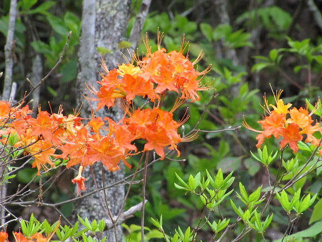 IMG_4883_Orange_Flowers_on_Teaberry_Mountain