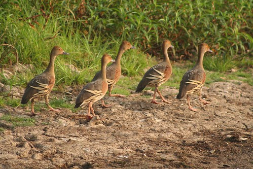 Plumed Whistling Ducks