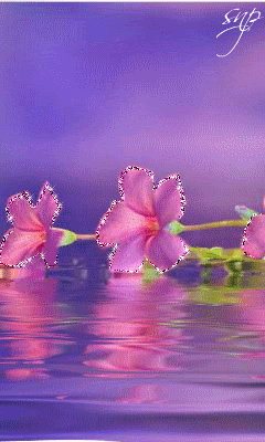 Два розовых цветка на воде!