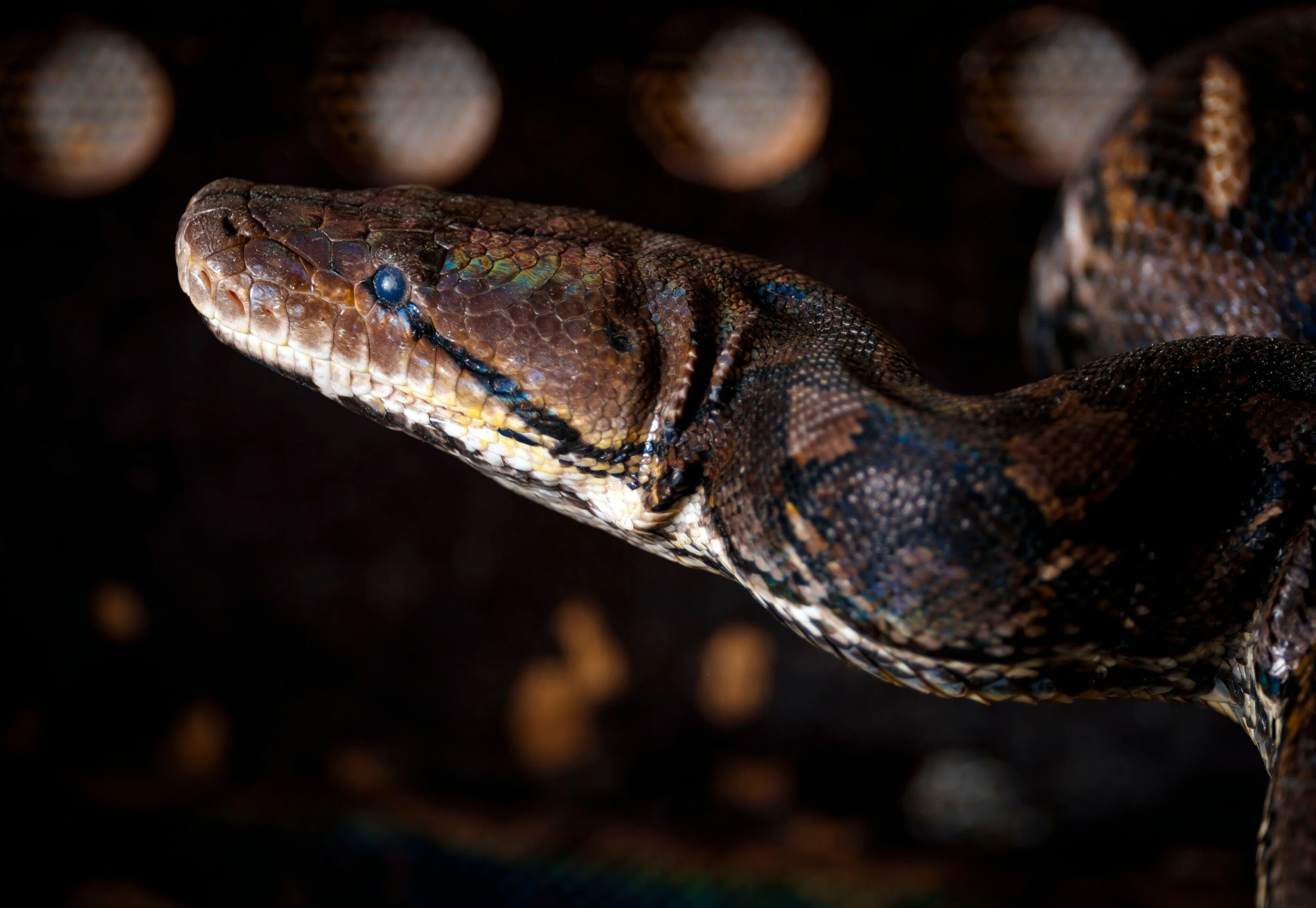 Byron Bay in Australien: Fünfjähriger überlebt Angriff einer Python