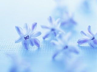 美しい花の画像 上青色花